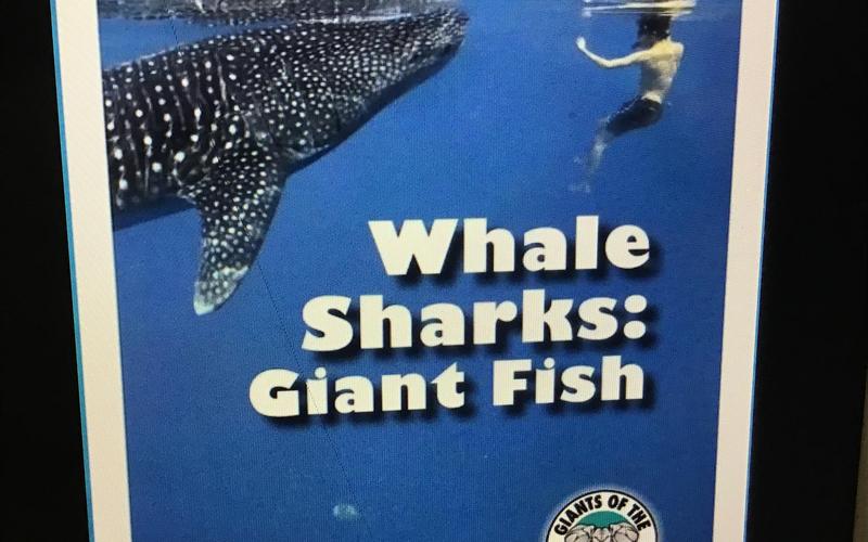 Giant Whale Holdings: A Pioneering Journey into the World of Marine Conservation